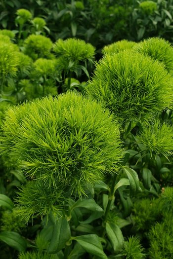 Green Ball Dianthus 